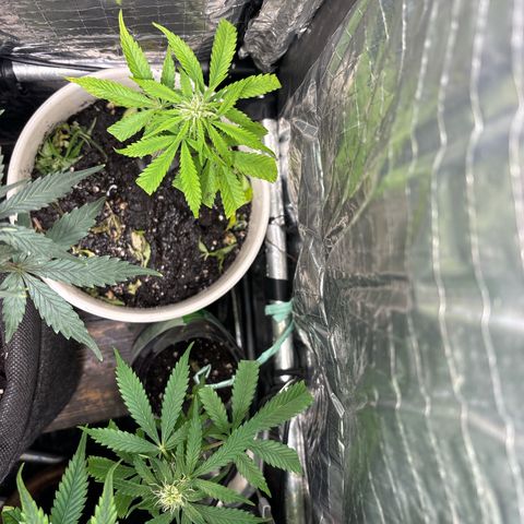 Ghideon growlog photo: Cloni Ghideon 