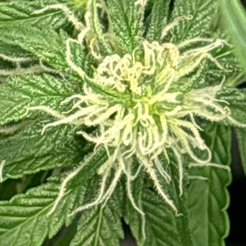 Ghideon growlog timeline photo