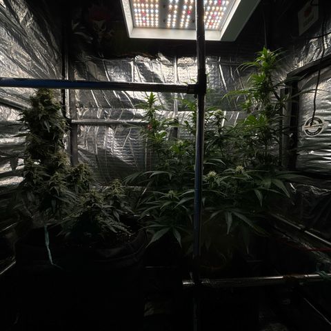 Ghideon growlog timeline photo