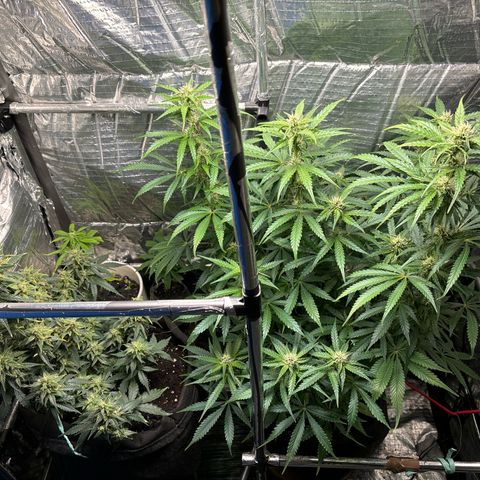 Ghideon growlog timeline photo