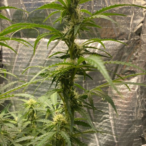 Ghideon growlog photo: ulteriori potature su ghideon per consendire il passaggio della luce