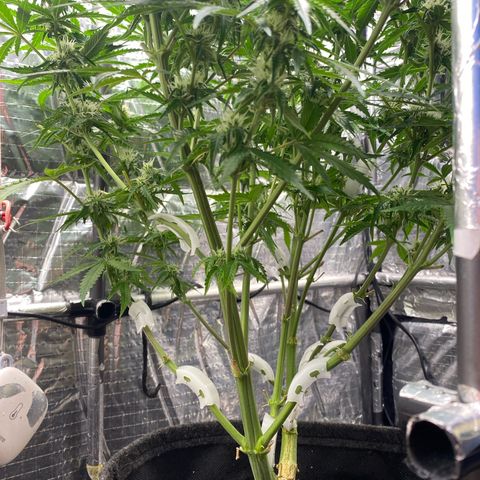 Ghideon growlog photo: ulteriori potature su ghideon per consendire il passaggio della luce