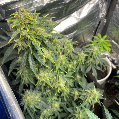 Santana growlog photo: primo flush eseguito au Santana, fino a vedere acqua quasi limpida