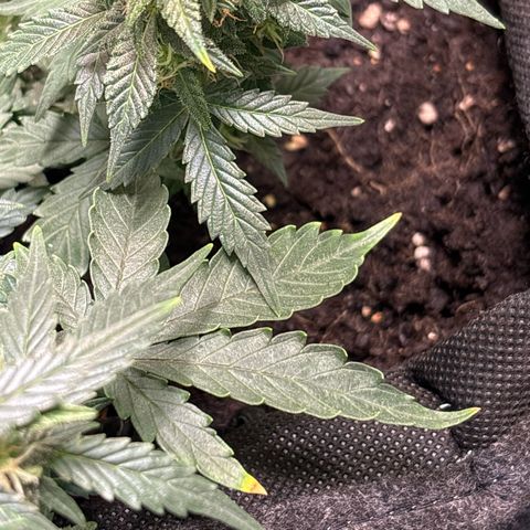 Santana growlog timeline photo