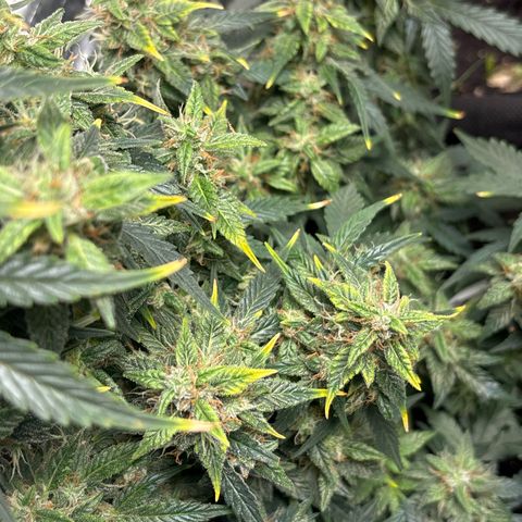 Santana growlog timeline photo