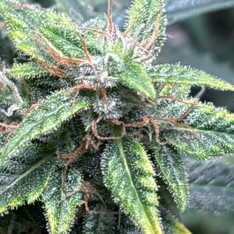 Santana growlog timeline photo