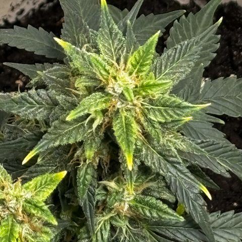 Santana growlog photo: GIORNO 1 dopo il primo risciacquo.Inizio Ingiallimento delle punte delle foglie in maniera evidente