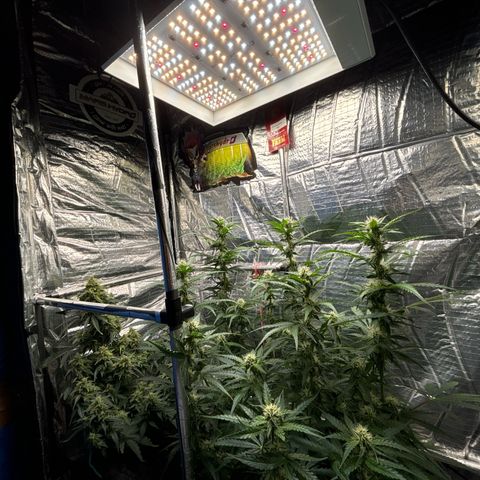 Ghideon growlog photo: GHIDEON 🛩️