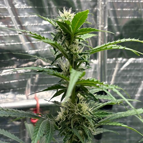 Ghideon growlog photo: GHIDEON 🛩️