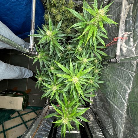 Ghideon growlog photo: GHIDEON 🛩️
