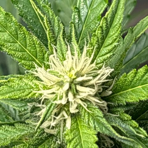Ghideon growlog photo: GHIDEON 🛩️