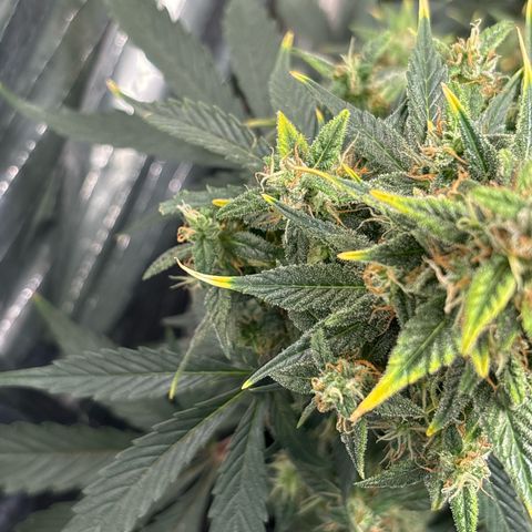 Santana growlog photo: Forte ingiallimento e principio di seccatura