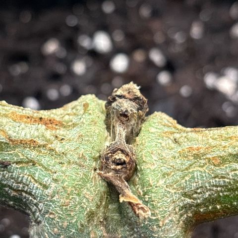 Ghideon growlog photo: 🐘