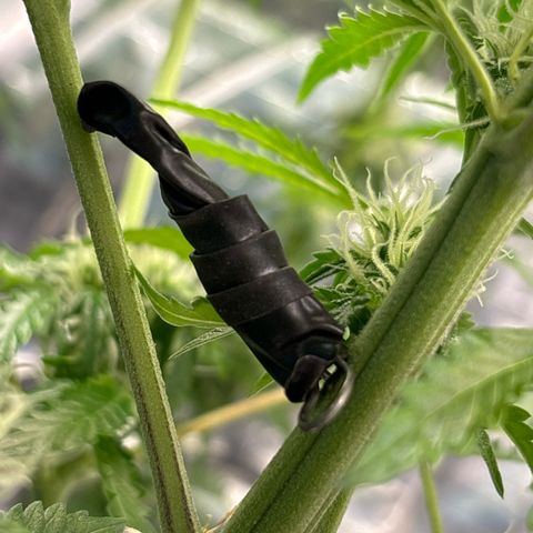 Ghideon growlog photo: Apertura punto luce