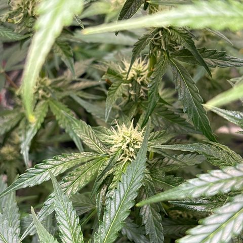 Ghideon growlog photo: Apertura punto luce