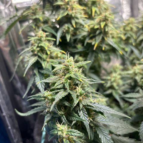Santana growlog timeline photo