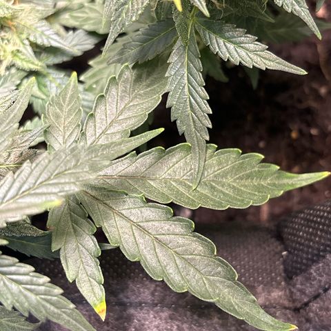 Santana growlog timeline photo