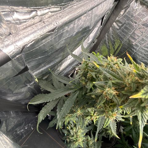 Santana growlog timeline photo