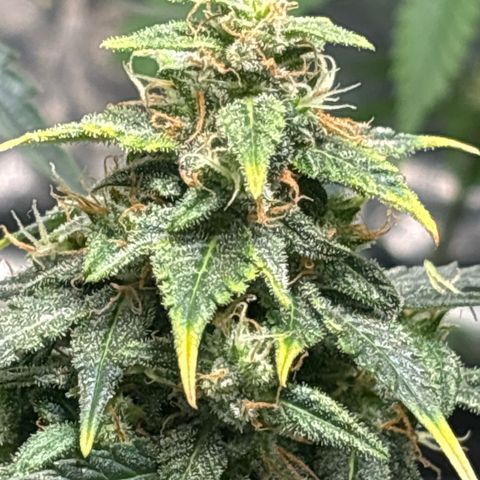 Santana growlog timeline photo