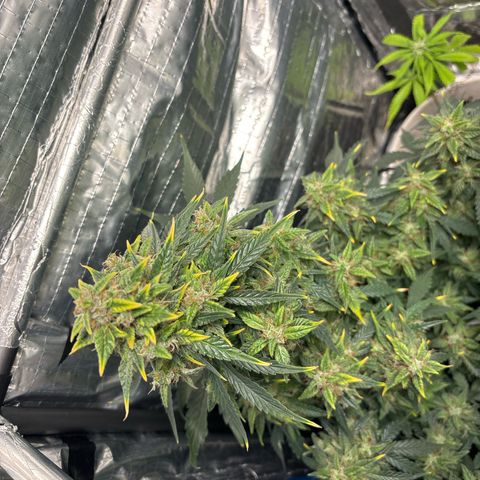 Santana growlog timeline photo