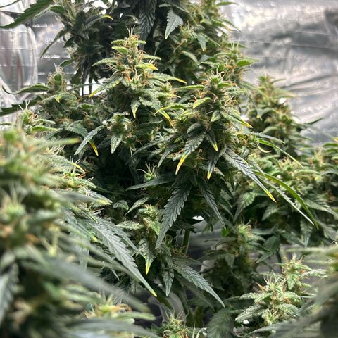 Santana growlog timeline photo