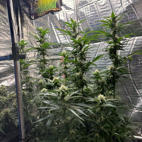 Ghideon growlog timeline photo