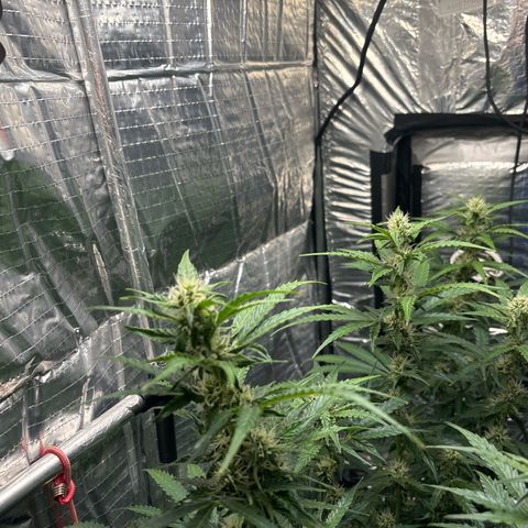 Ghideon growlog timeline photo