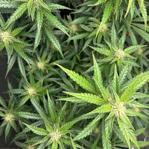 Ghideon growlog timeline photo