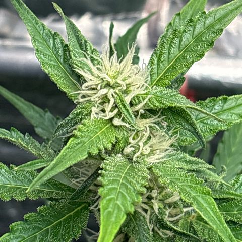 Ghideon growlog timeline photo