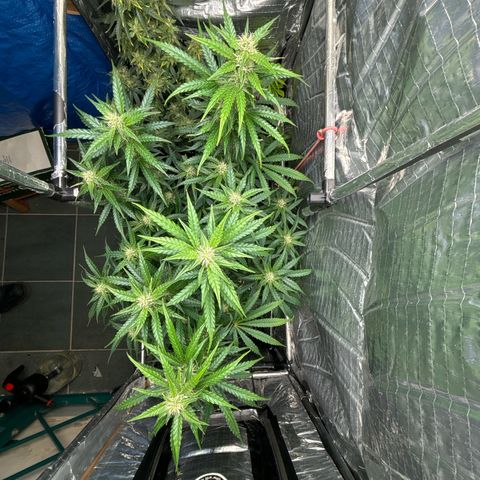 Ghideon growlog timeline photo