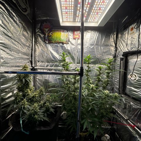 Ghideon growlog photo: Ghideon ha notevolmente superato Santana con sgabello