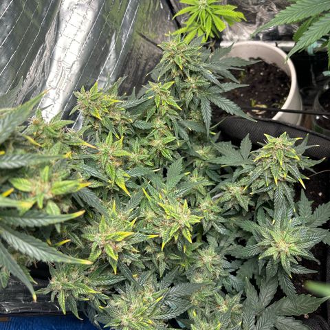 Santana growlog timeline photo