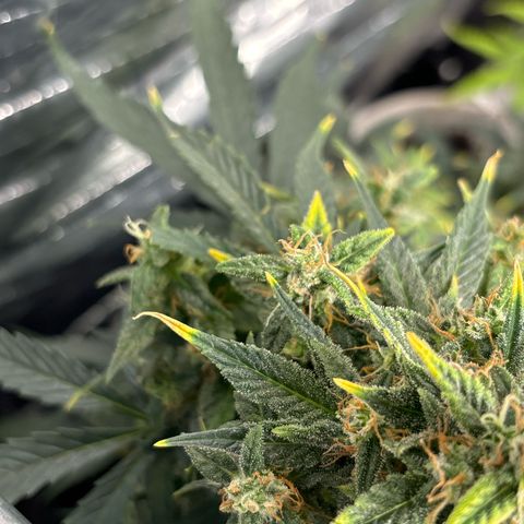 Santana growlog timeline photo