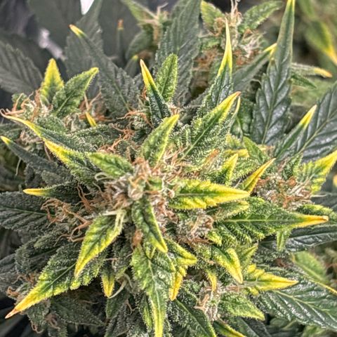 Santana growlog timeline photo