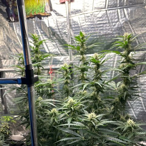 Ghideon growlog timeline photo