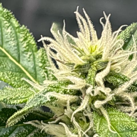 Ghideon growlog timeline photo