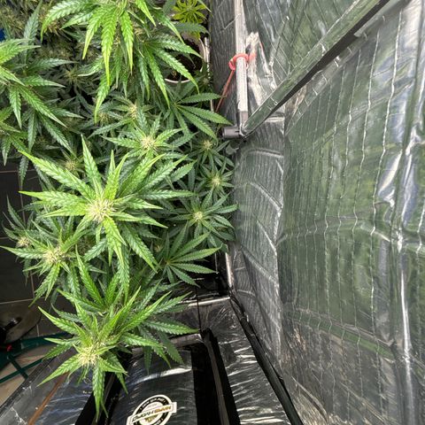 Ghideon growlog timeline photo