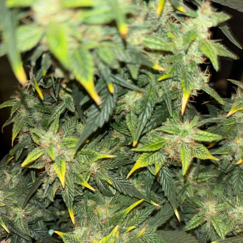 Santana growlog timeline photo