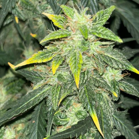 Santana growlog timeline photo