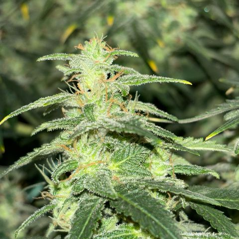 Santana growlog timeline photo
