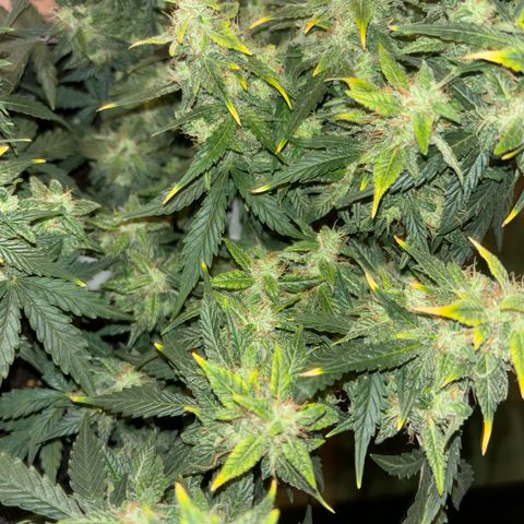 Santana growlog timeline photo