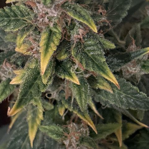 Santana growlog timeline photo