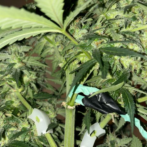 Santana growlog timeline photo