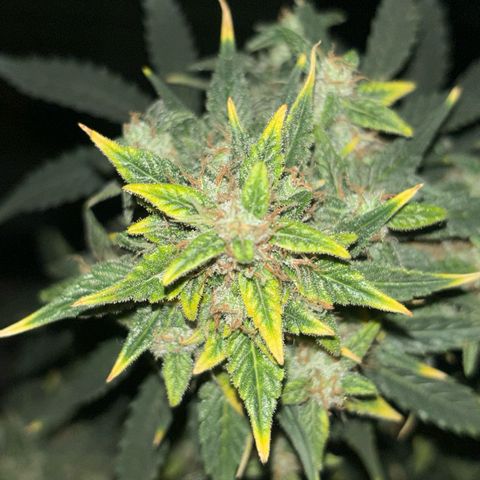 Santana growlog timeline photo