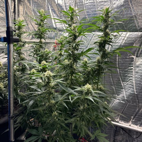 Ghideon growlog timeline photo