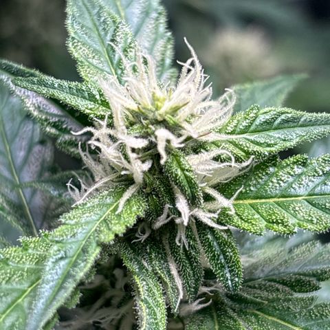 Ghideon growlog timeline photo