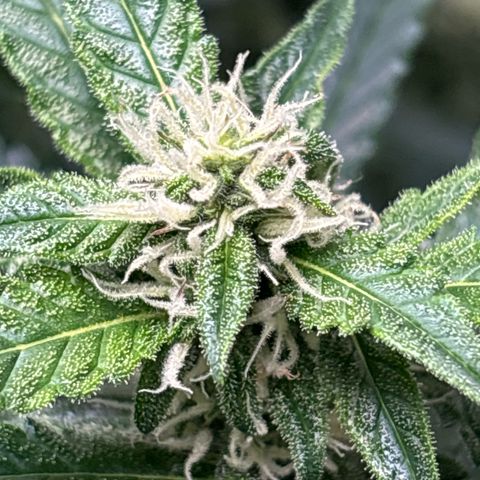 Ghideon growlog timeline photo