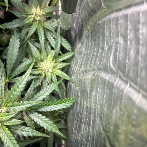Ghideon growlog timeline photo