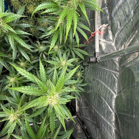 Ghideon growlog timeline photo