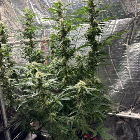 Ghideon growlog timeline photo